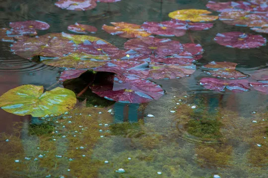 澳洲幸运5 走势图示例