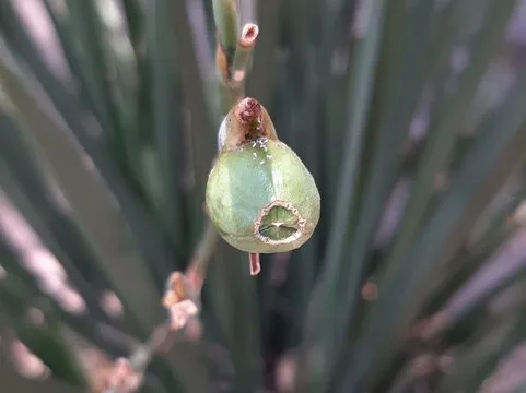 澳洲幸运5 背景